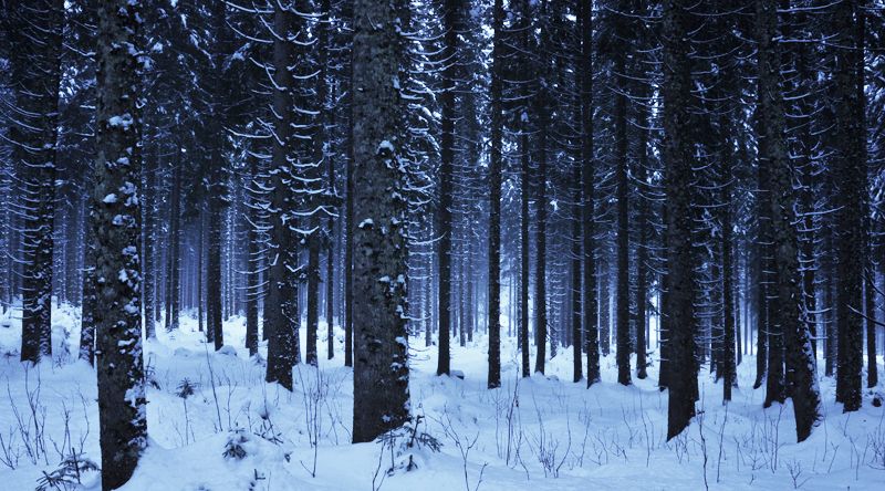 The Deep Forest.jpg